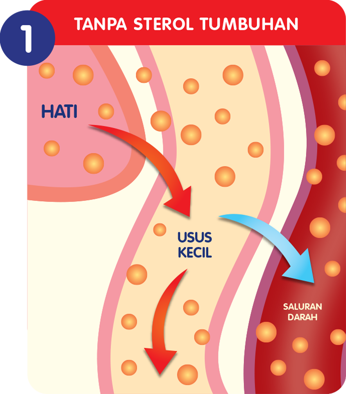 tanpa sterol