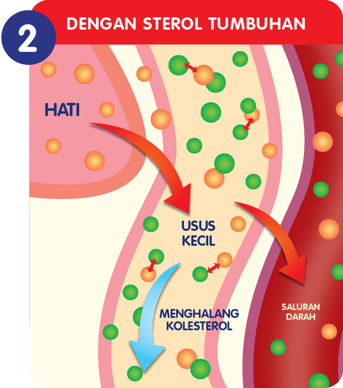 dengan sterol